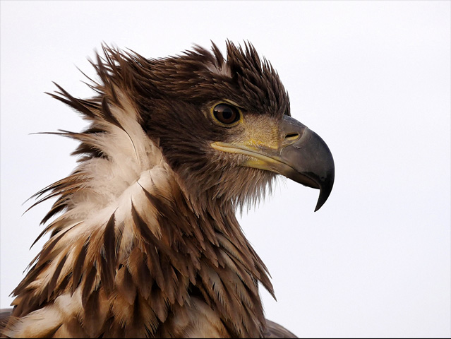 LUMIX GH4 SPECIAL GALLERY Bence Máté - Ice Cold Wings