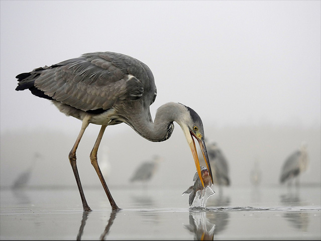 LUMIX GH4 SPECIAL GALLERY Bence Máté - Ice Cold Wings