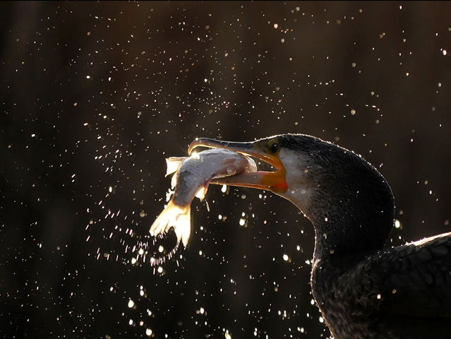 LUMIX GH4 SPECIAL GALLERY Bence Máté - Ice Cold Wings