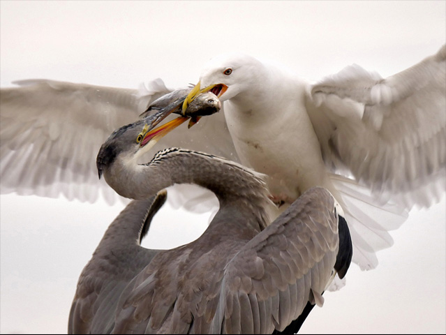 LUMIX GH4 SPECIAL GALLERY Bence Máté - Ice Cold Wings