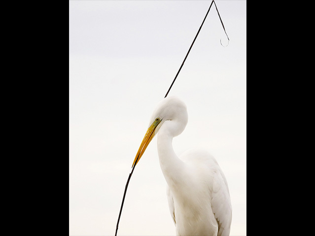 LUMIX GH4 SPECIAL GALLERY Bence Máté - Ice Cold Wings