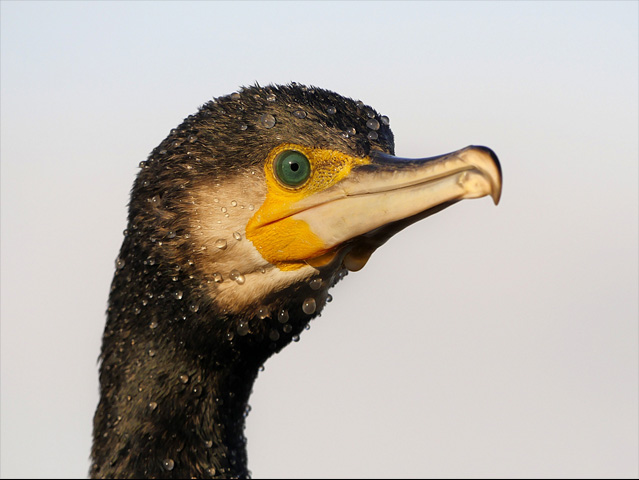 LUMIX GH4 SPECIAL GALLERY Bence Máté - Ice Cold Wings