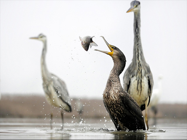 LUMIX GH4 SPECIAL GALLERY Bence Máté - Ice Cold Wings