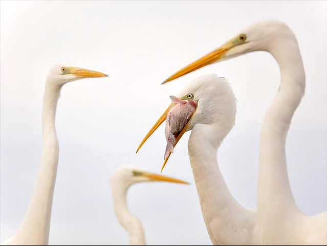 LUMIX GH4 SPECIAL GALLERY Bence Máté - Ice Cold Wings