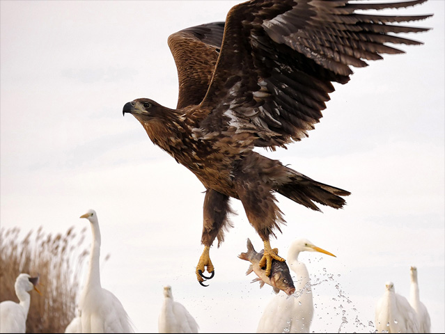 LUMIX GH4 SPECIAL GALLERY Bence Máté - Ice Cold Wings