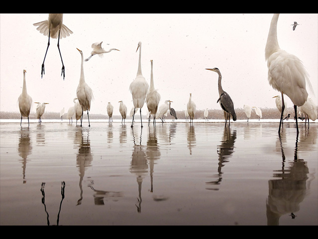 LUMIX GH4 SPECIAL GALLERY Bence Máté - Ice Cold Wings