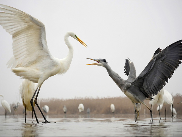 LUMIX GH4 SPECIAL GALLERY Bence Máté - Ice Cold Wings