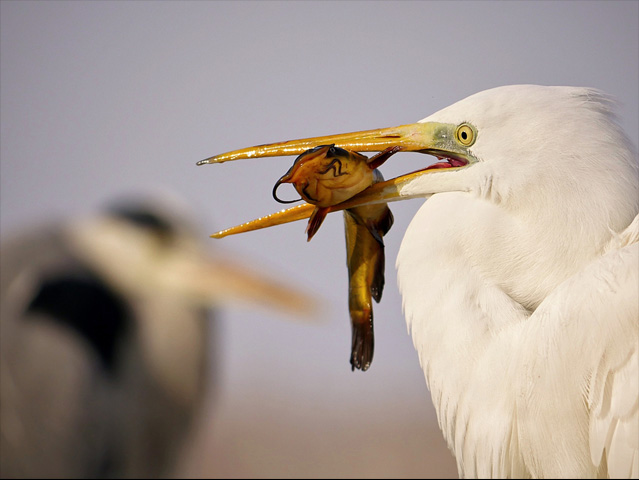 LUMIX GH4 SPECIAL GALLERY Bence Máté - Ice Cold Wings