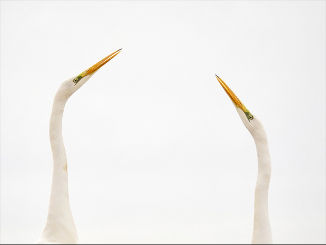 LUMIX GH4 SPECIAL GALLERY Bence Máté - Ice Cold Wings