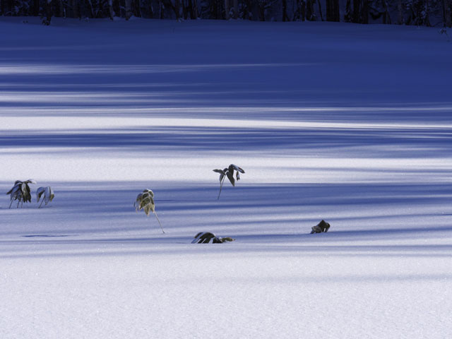LUMIX GH4 SPECIAL GALLERY Masumi Takahashi -The Frigid Winter of Biei/Frano