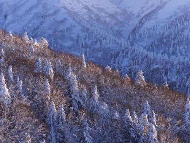 LUMIX GH4 SPECIAL GALLERY Masumi Takahashi -The Frigid Winter of Biei/Frano