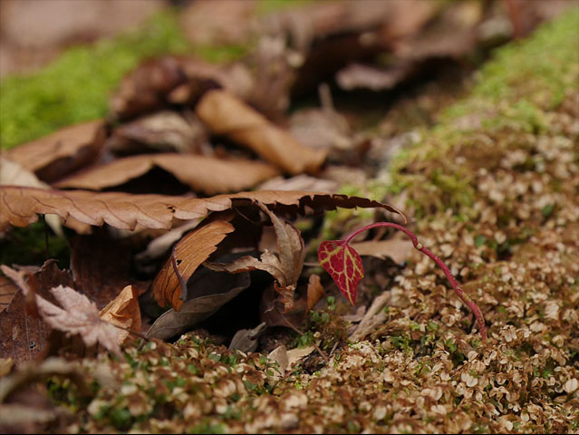 LUMIX GH4 SPECIAL GALLERY Takehito Miyatake - The Land of South Kyushu