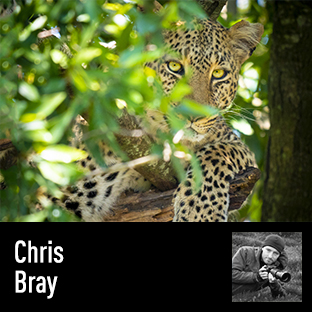 Chris Bray