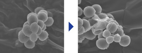 An image indicating that a virus is inhibited by hydroxyl radicals