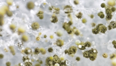 Gambar efek pada jamur dari nanoe™ X