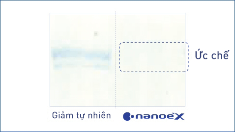 Hình minh họa cho thấy nanoe™ X có hiệu quả cao trong việc Ức chế sự phát triển của nấm mốc như Nấm cúc