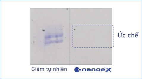 Hình minh họa cho thấy nanoe™ X có hiệu quả cao đối với phấn hoa của cây gỗ như cây tuyết tùng và cây bụi