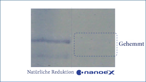 Eine Abbildung zeigt, dass nanoe™ X hochwirksam gegen Gräserpollen wie Ambrosia ist.