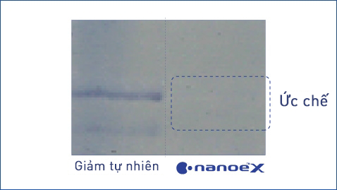 Hình minh họa cho thấy nanoe™ X có hiệu quả cao đối với các loại phấn hoa của cỏ như cỏ phấn hương
