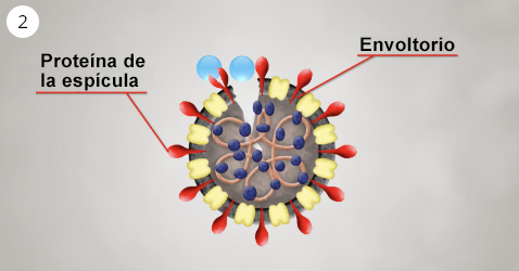 Una imagen de nanoe™ dañando las proteínas de la espícula en la superficie celular