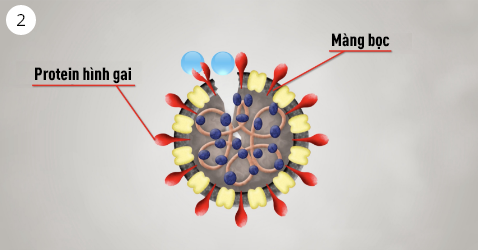 Hình ảnh nanoe™ phá hủy các protein hình gai trên bề mặt tế bào