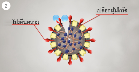 ภาพ nanoe™ ขณะทำลายโปรตีนหนามบนพื้นผิวเซลล์