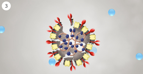 Una imagen de la degradación progresiva de las proteínas en la superficie del virus