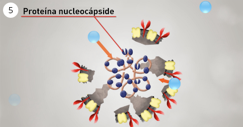Una imagen de la degradación de las proteínas internas, incluidas las proteínas nucleocápsides