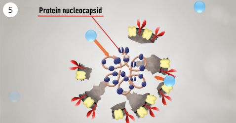 Hình ảnh phân hủy protein bên trong bao gồm cả protein nucleocapsid