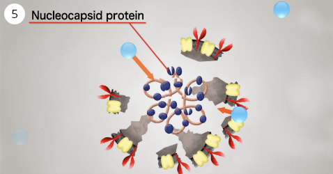 An image of degradation of internal proteins including nucleocapsid proteins