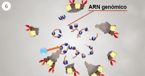 Una imagen de la degradación de las proteínas internas, incluido el ARN genómico viral