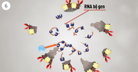 Hình ảnh phân hủy protein bên trong bao gồm cả RNA bộ gen của virus