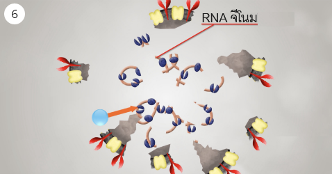 ภาพการย่อยสลายโปรตีนภายใน รวมถึง RNA จีโนมของไวรัส