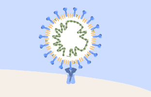 An image of viruses binding to the host cell receptor