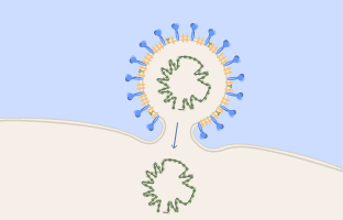 Una imagen de un virus invadiendo la célula huésped y replicándose