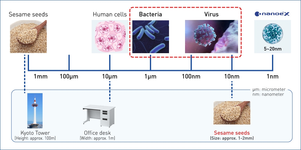A figure of size comparision between viruses and bacteira 