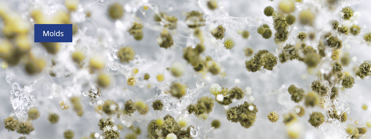 A image of mould