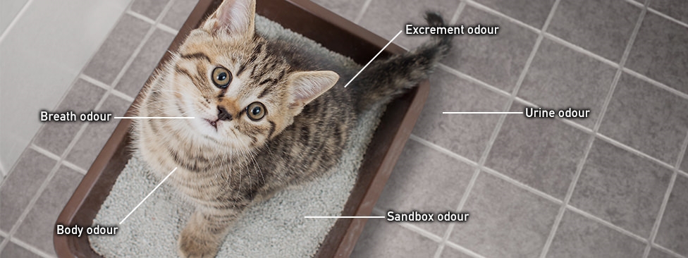 A image of cat odour; Excrement odour, Breath odour, Urine odour, Body odour and Sandbox odour