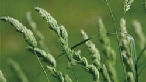 Orchard grass