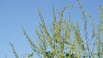 Ragweed