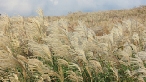 Miscanthus