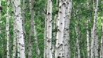 Japanese white birch