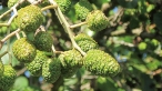 ต้น Alnus japonica