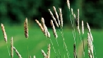 Timothy grass