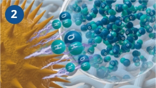 Hydroxyl radical denature pollen proteins.