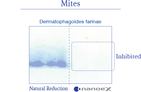 Ilustrasi menunjukkan bahwa nanoe™ X sangat efektif terhadap alergen tungau Dermatophagoides farinae