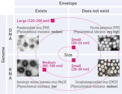 A graph that describes characteristics of viruses