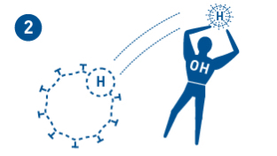 It takes away a hydrogen atom from the protein.