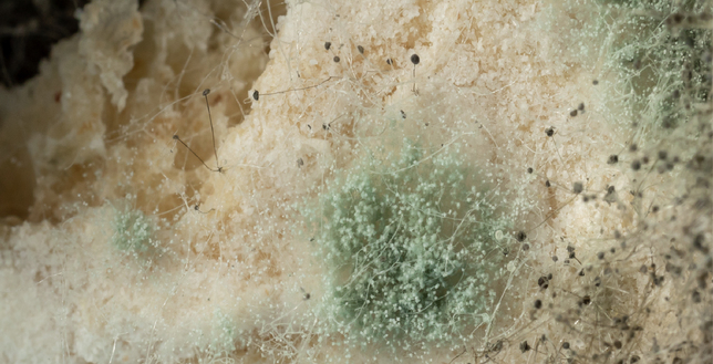 Close up of mould