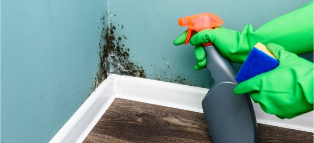 A photo of a wall with mold being cleaned